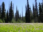 Elk Meadows, Mt. Hood, Oregon